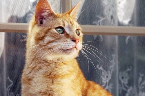 猫咪黄版本,深度分析解释定义&amp;苹果款1_v9.723