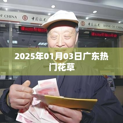 广东热门花草，2025年1月3日盛况