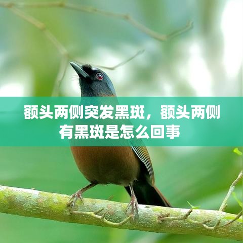 额头两侧突发黑斑，额头两侧有黑斑是怎么回事 