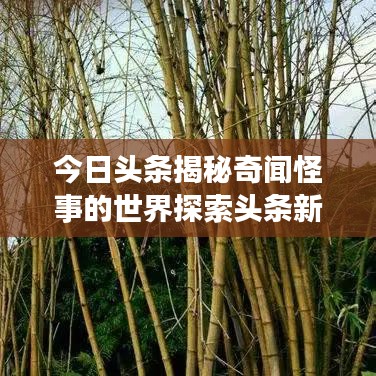 别出新意 第2页
