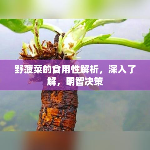 野菠菜的食用性解析，深入了解，明智决策