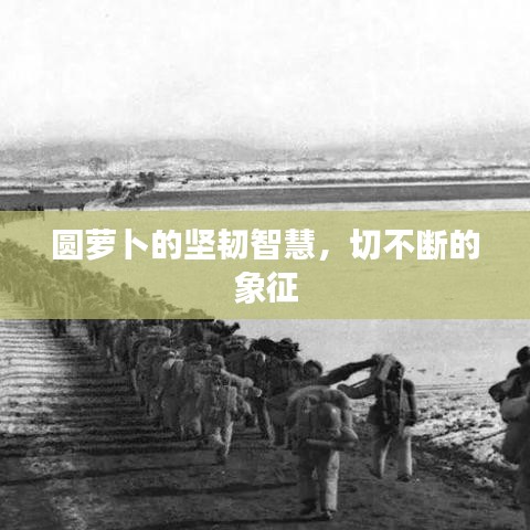 圆萝卜的坚韧智慧，切不断的象征