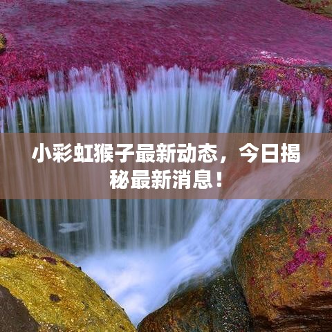 小彩虹猴子最新动态，今日揭秘最新消息！