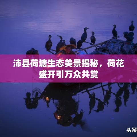 沛县荷塘生态美景揭秘，荷花盛开引万众共赏