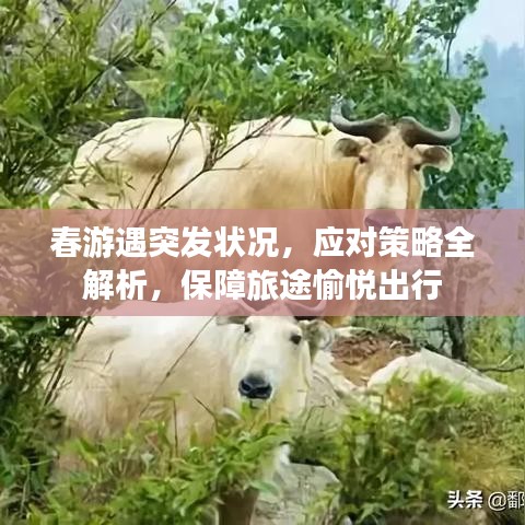 春游遇突发状况，应对策略全解析，保障旅途愉悦出行