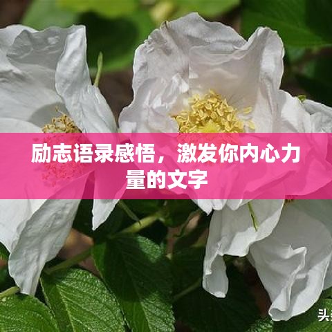 励志语录感悟，激发你内心力量的文字