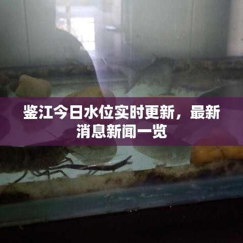 鉴江今日水位实时更新，最新消息新闻一览