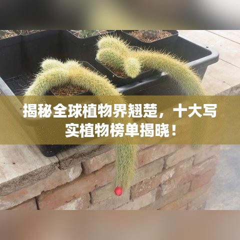 揭秘全球植物界翘楚，十大写实植物榜单揭晓！