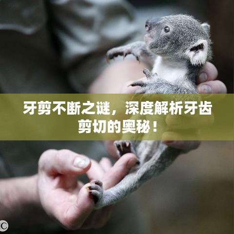 牙剪不断之谜，深度解析牙齿剪切的奥秘！
