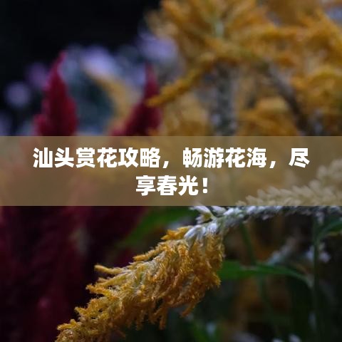 汕头赏花攻略，畅游花海，尽享春光！