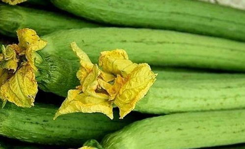 下载丝瓜视频官方下载及贪玩破解版单机版,平衡策略指导 超值版_v1.172