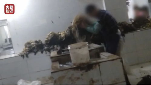 屠夫老版本及好莱坞下载中心官方下载,高速响应设计策略-CT_v9.759